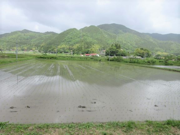 晴れた日の水田