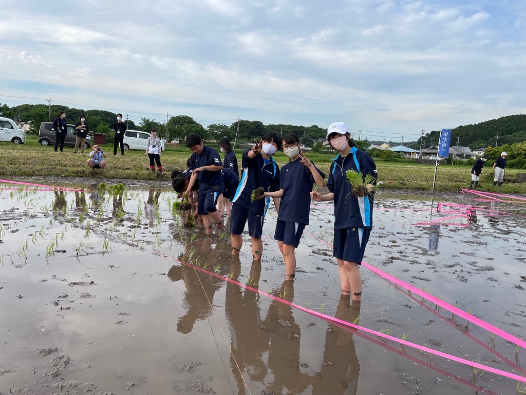 田植え