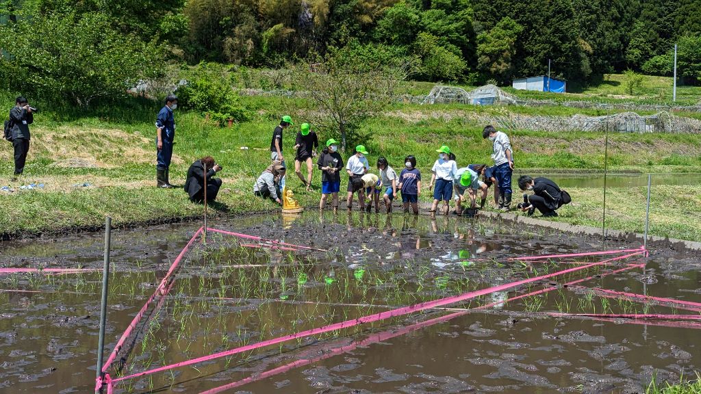 田植え