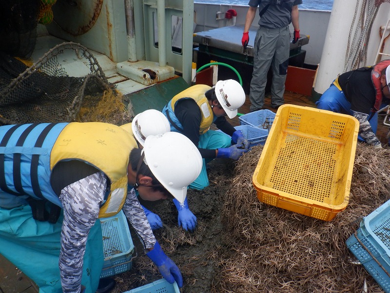 魚の選別