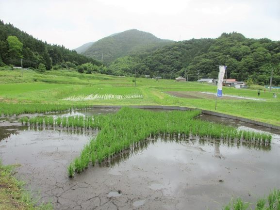 少し伸びてきた星形田んぼの稲