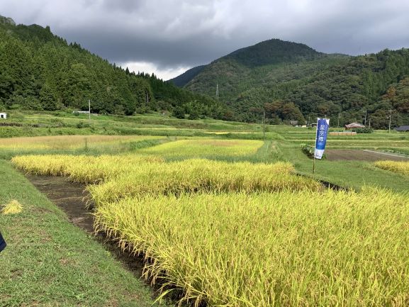 刈入れ当日の星形田んぼ