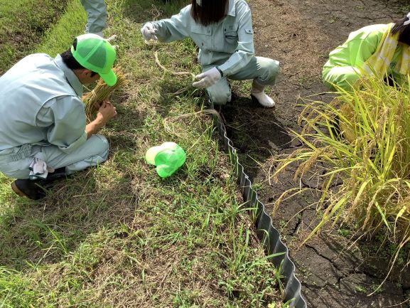 稲穂をまとめて括る高校生