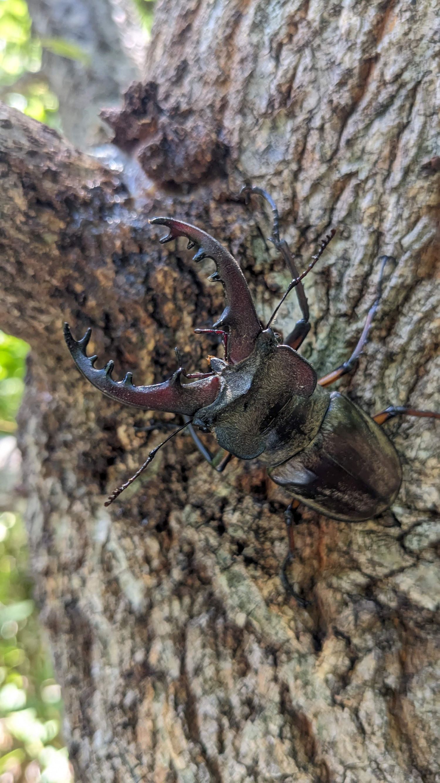 ミヤマクワガタの写真