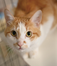 米子保健所で保護収容中の猫の写真（県政だより4月号表紙）