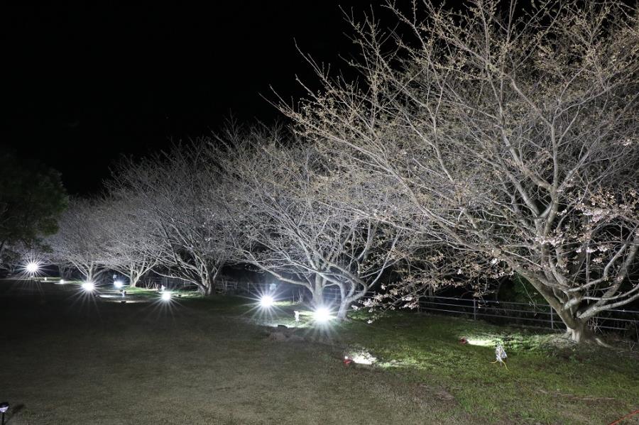 写真1 ライトアップされた桜並木