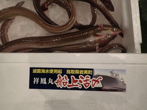 アナゴ
