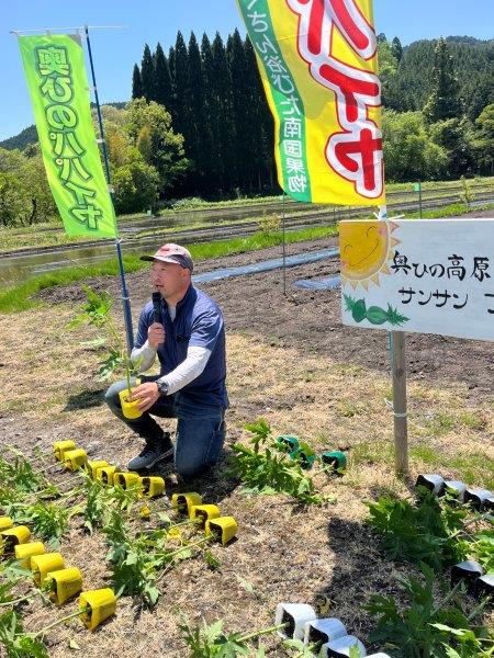パパイヤ苗