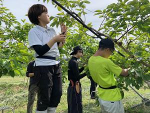 カキ摘花