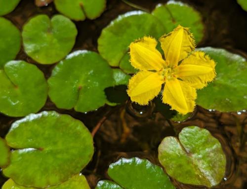 倉吉博物館で開花したアサザ