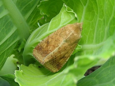 オオタバコガ成虫
