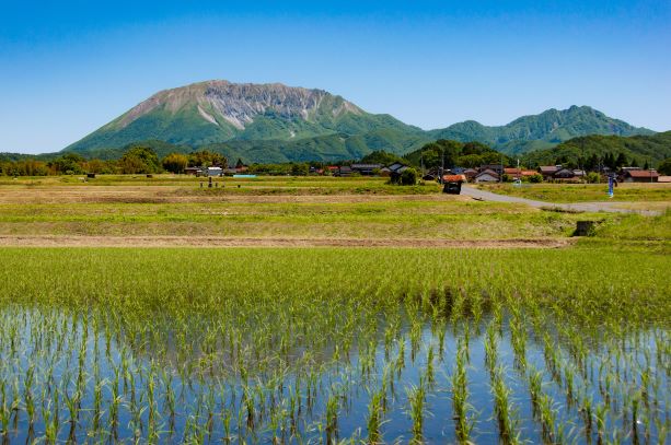 江府町の水田