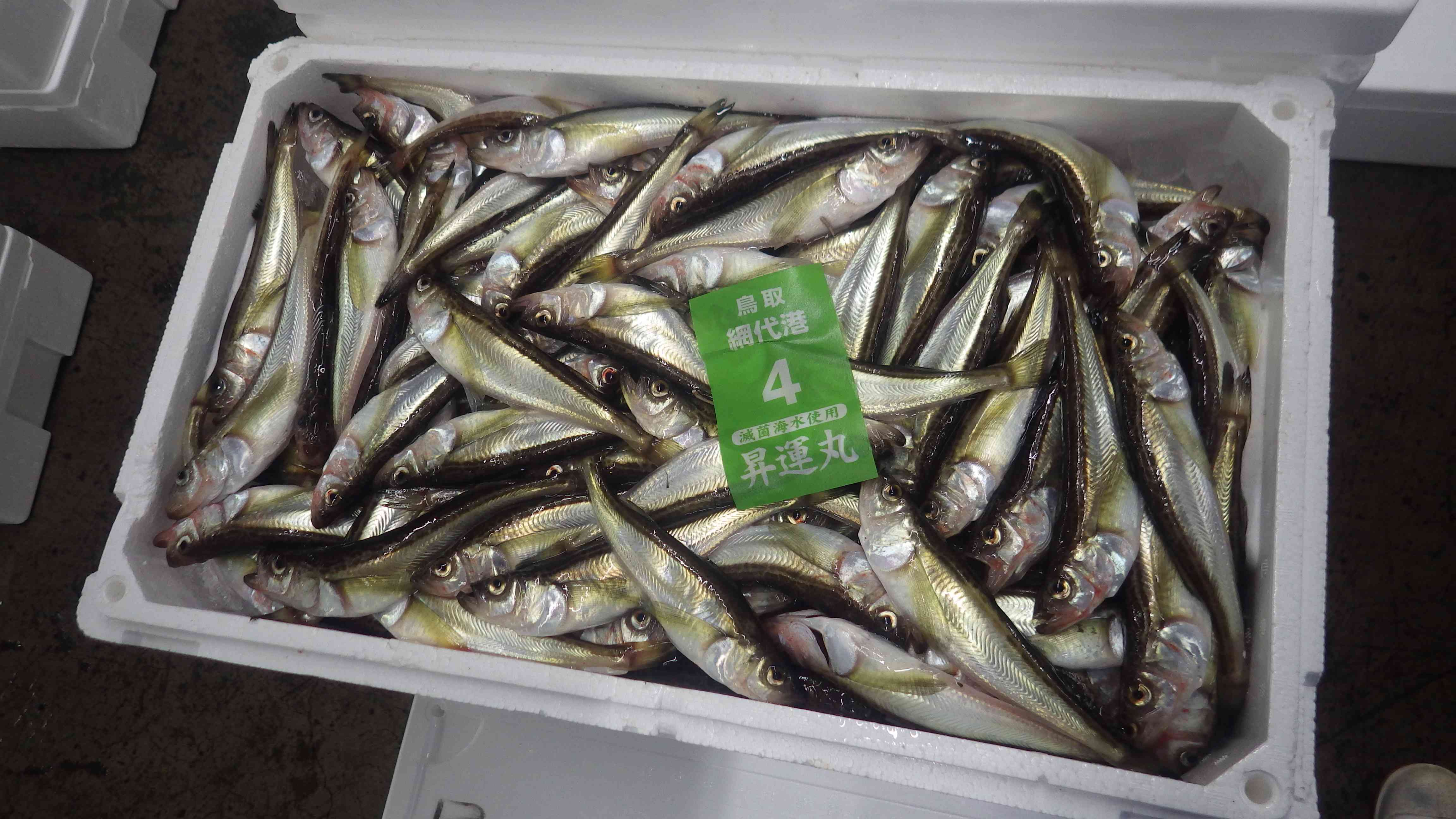 ハタハタ
