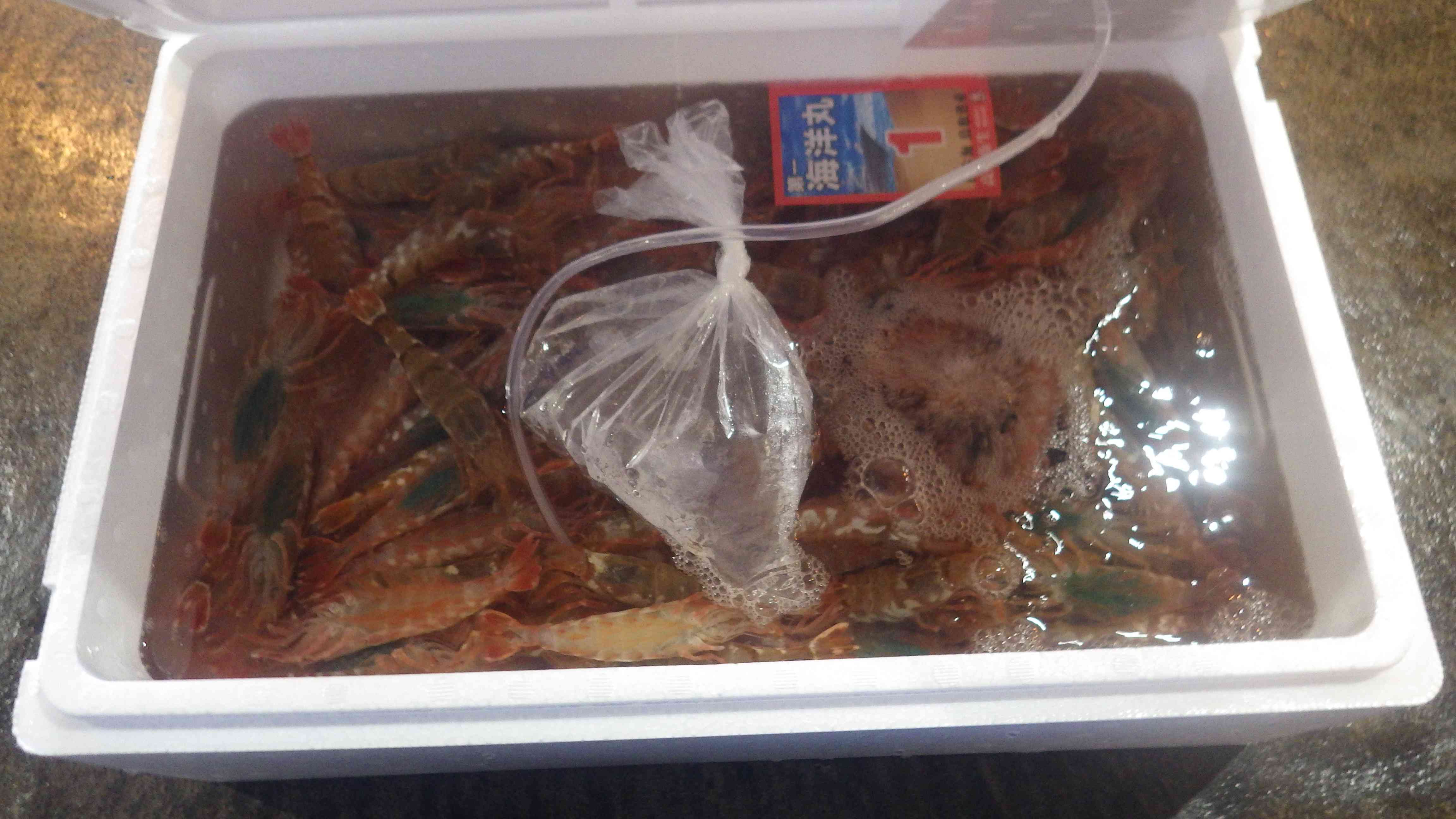 活モサエビ