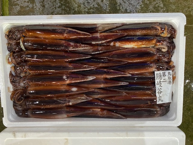 スルメイカ
