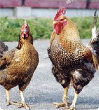 鳥取地どりピヨの写真