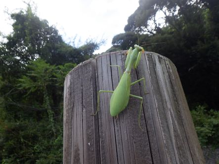 カマキリ１