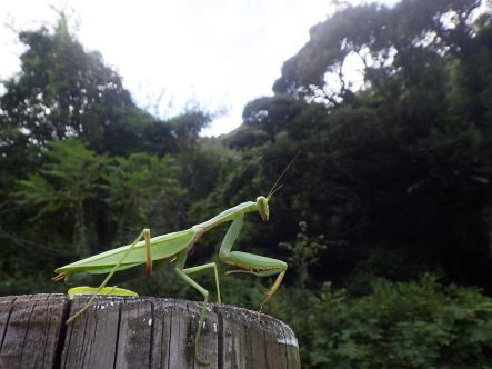 カマキリ２