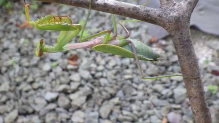 カマキリ３