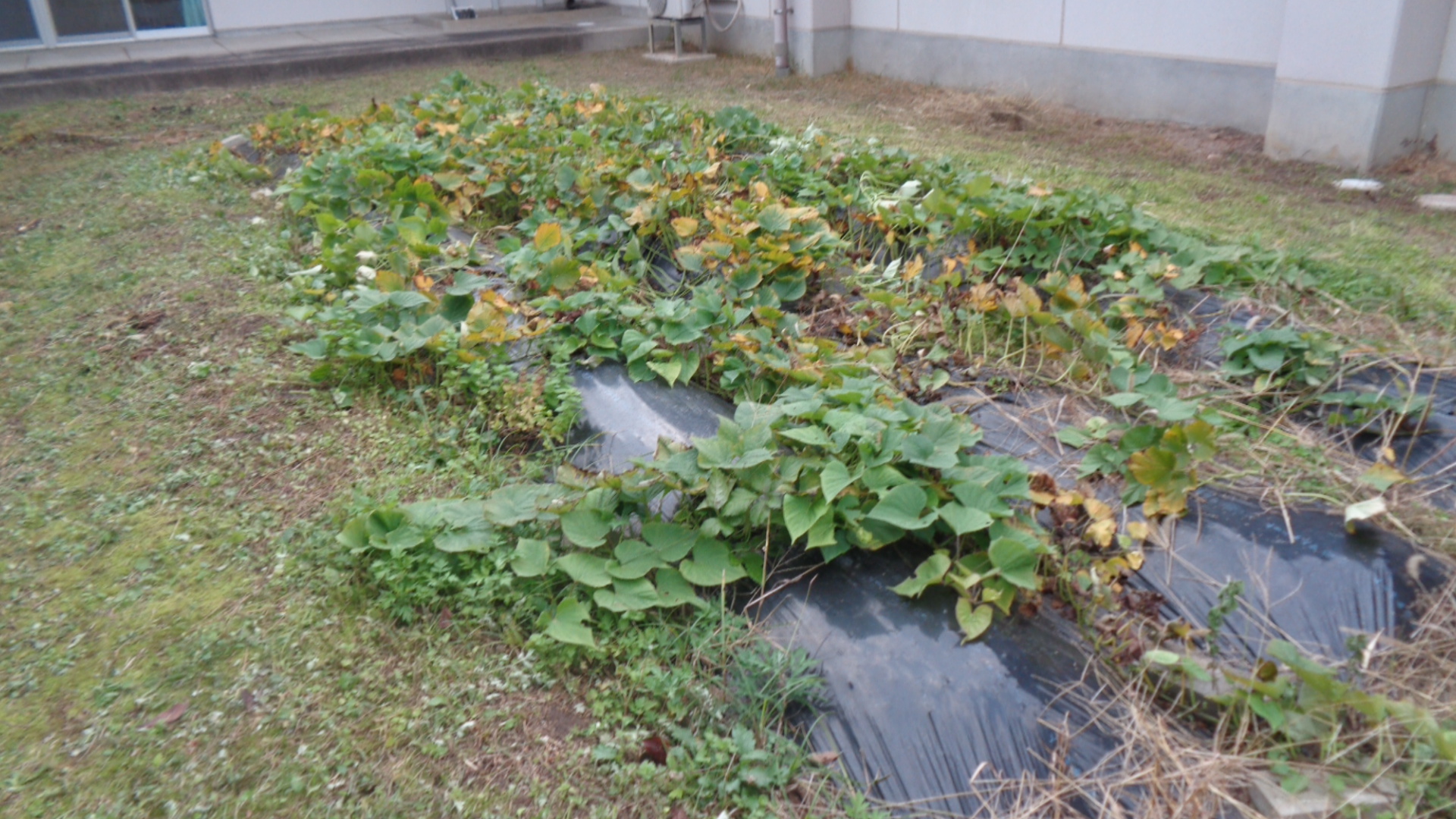 さつまいもの苗