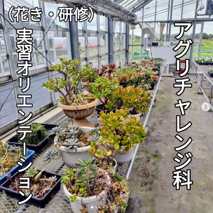 コース実習の様子です。花の苗が写っています。