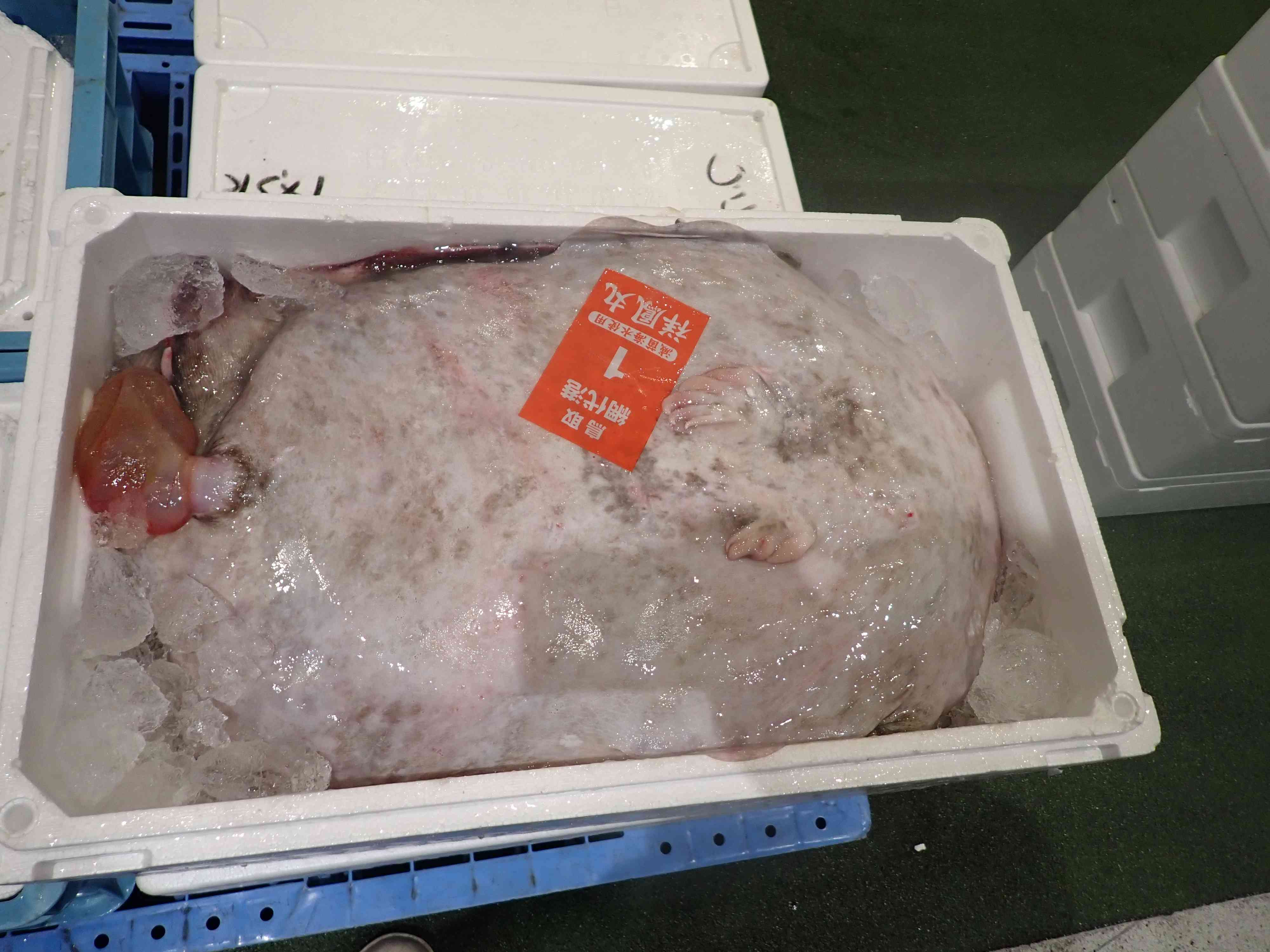 大型アンコウ