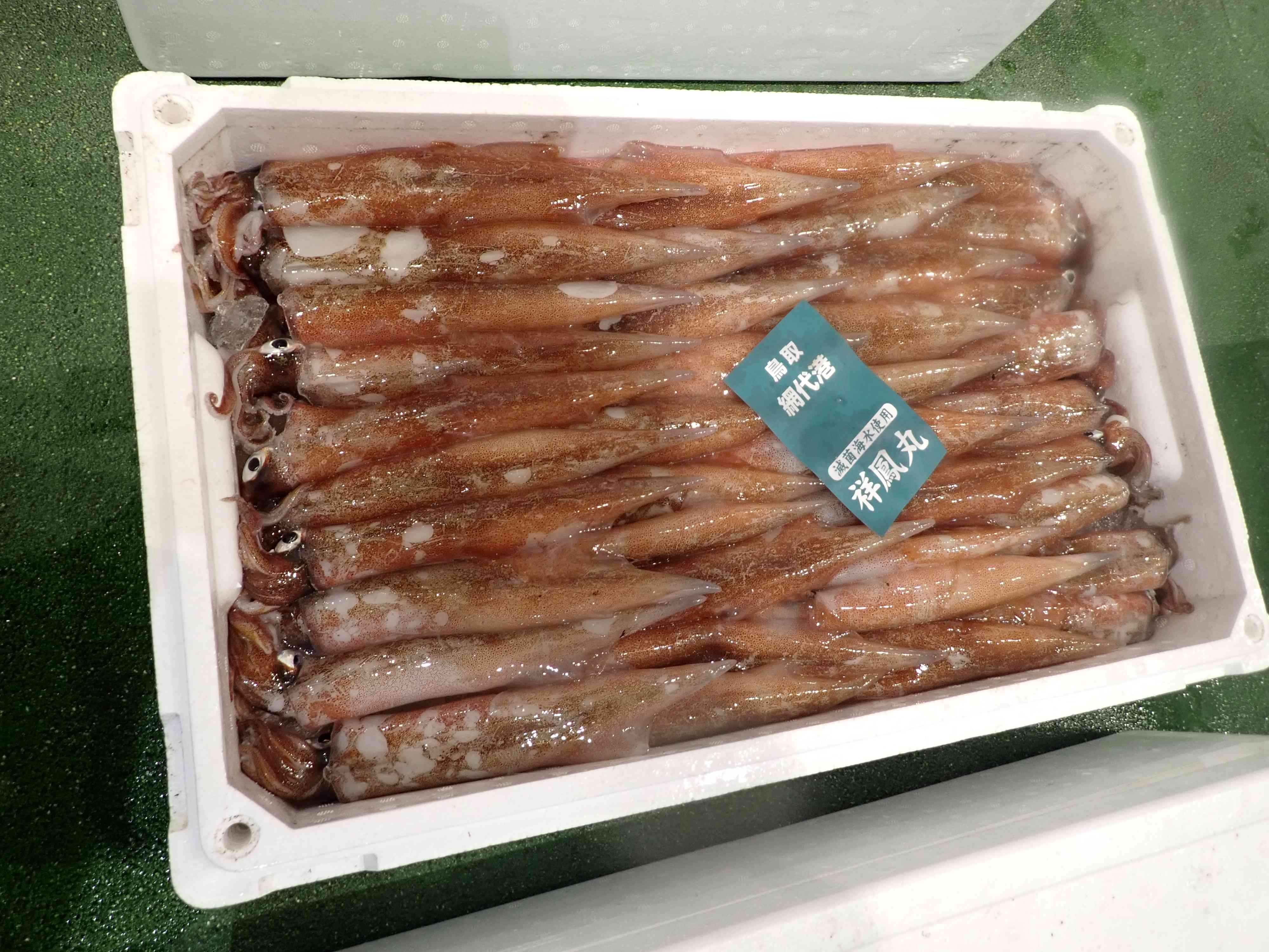 ヤリイカ
