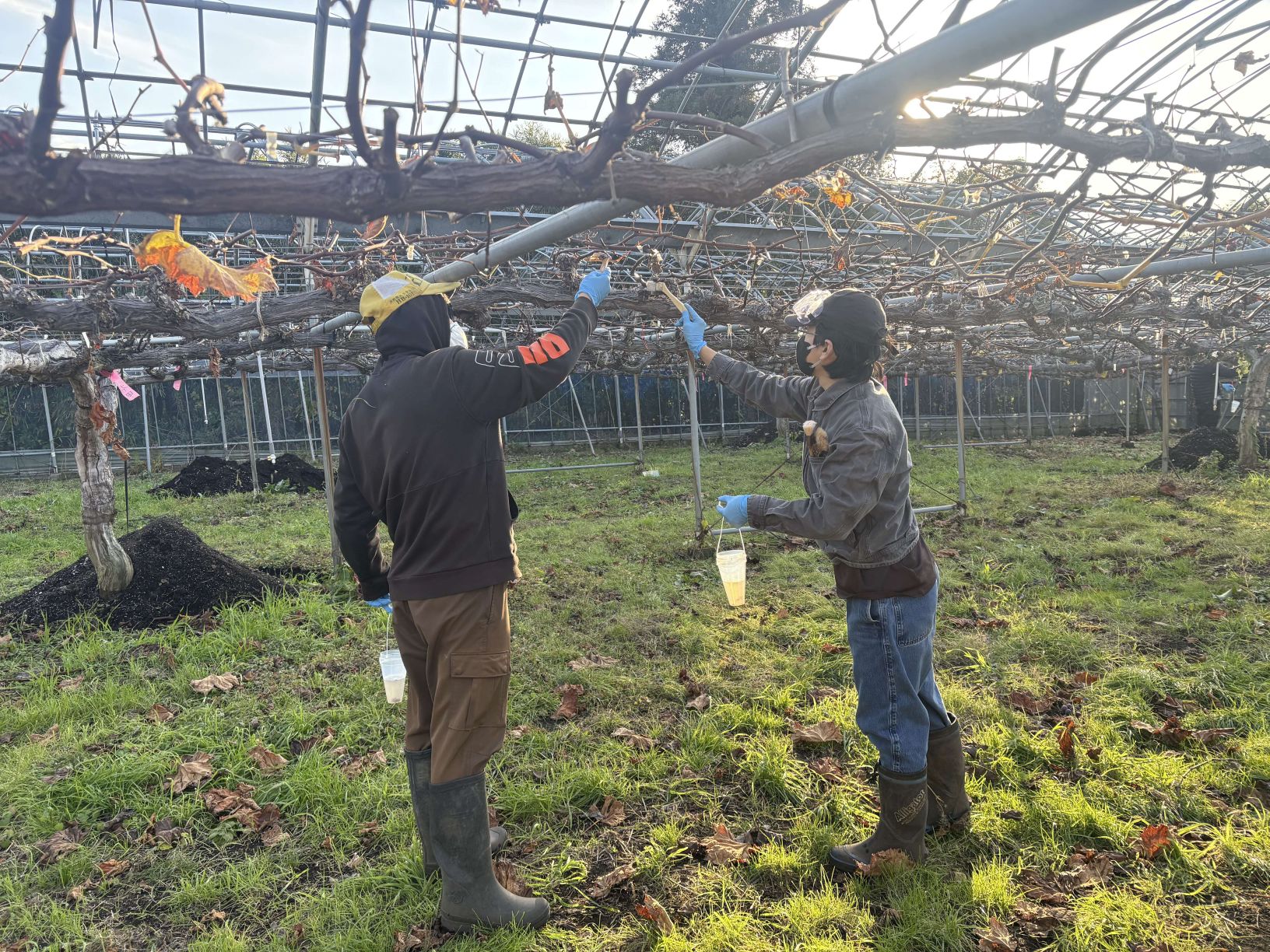 ブドウCX-10処理