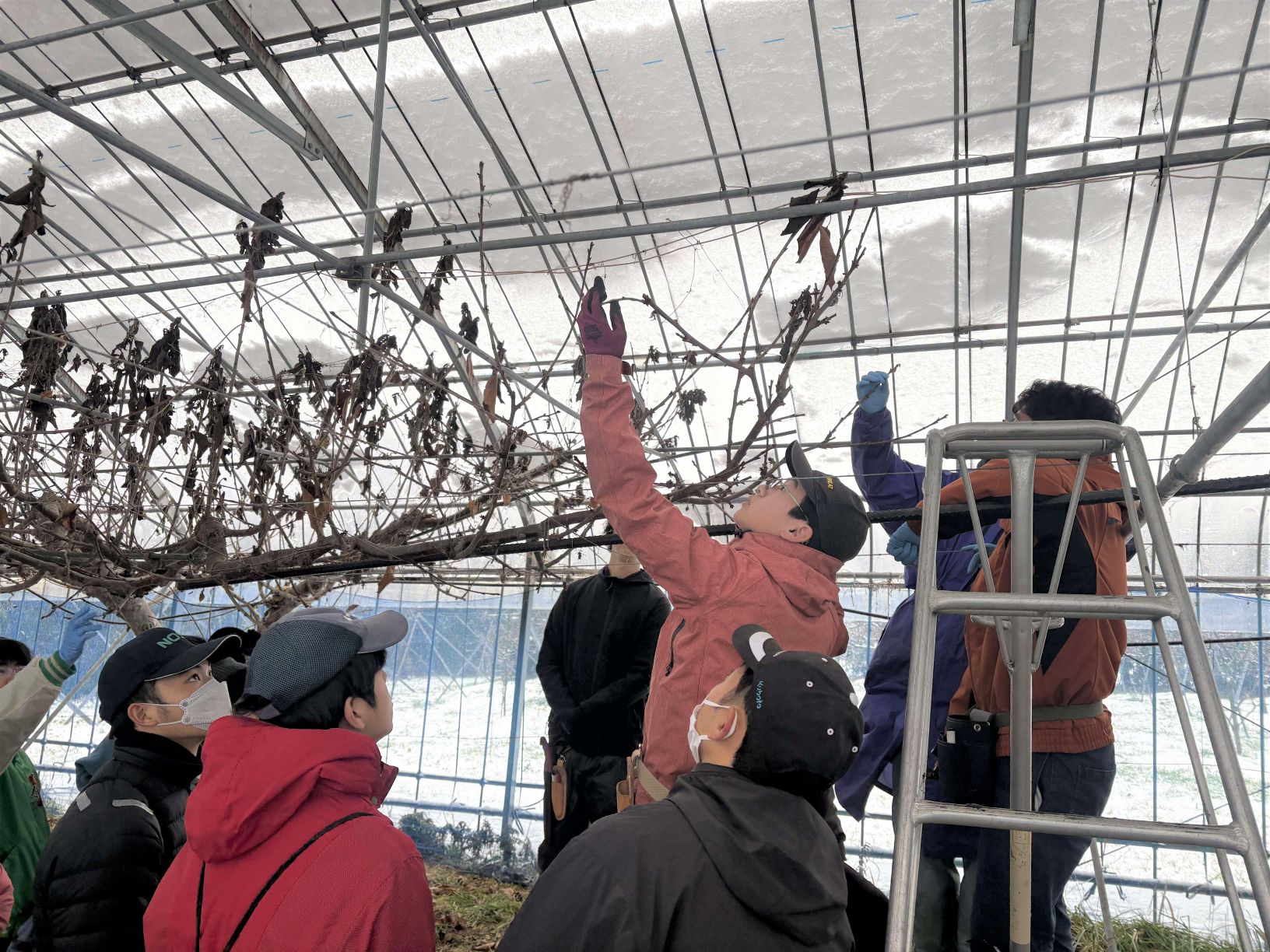 サクランボせん定