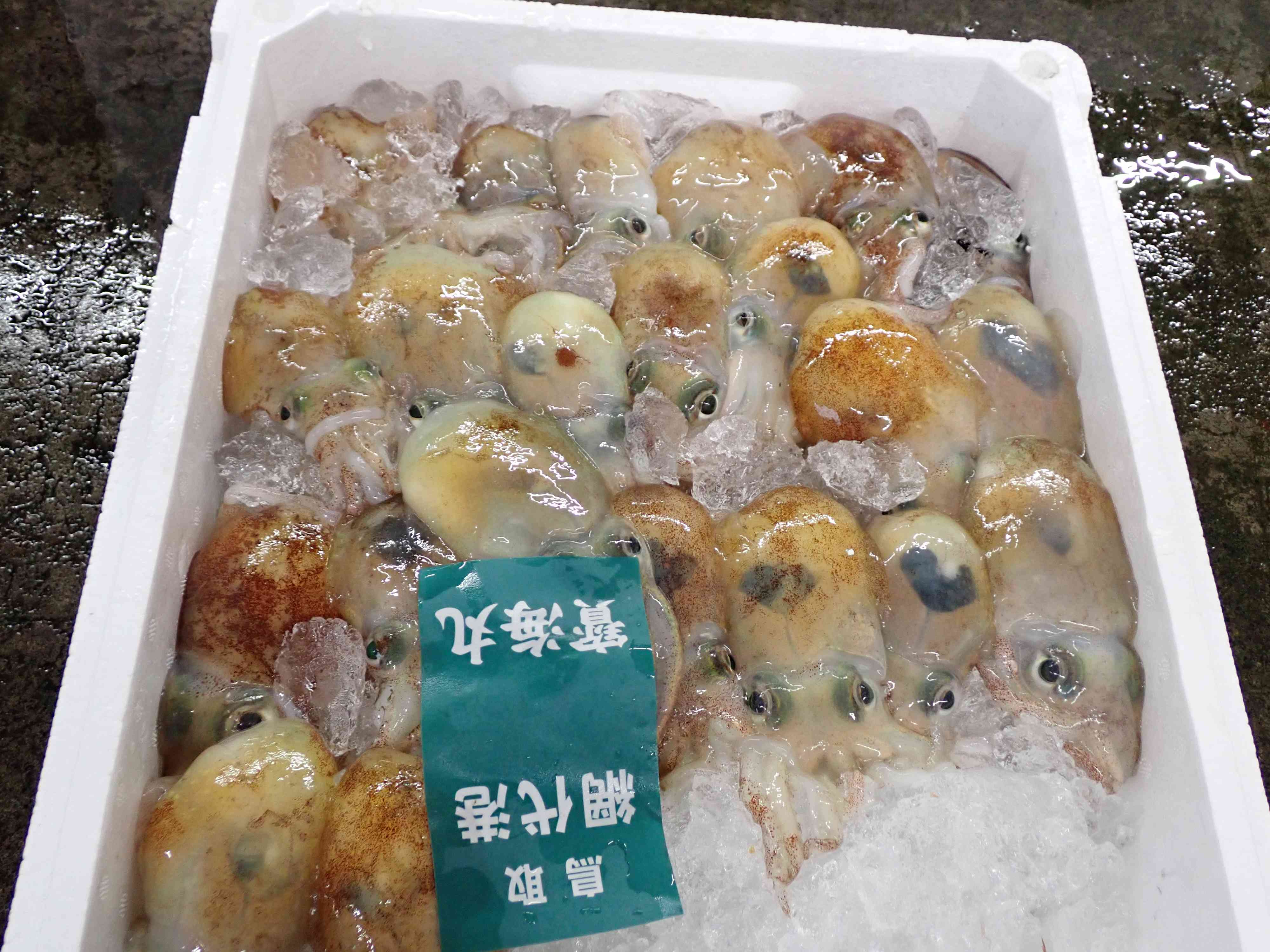 ボウズイカ（ミミイカ）