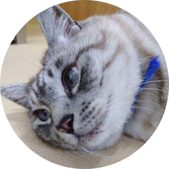 ゆめ