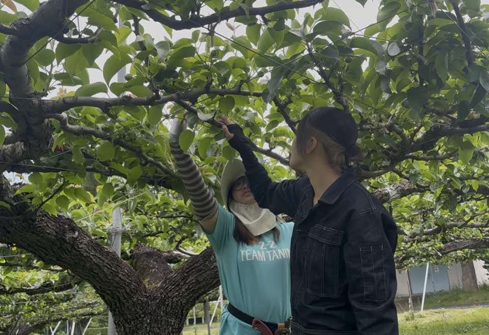 摘果