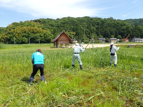 木製刈払具による草刈り