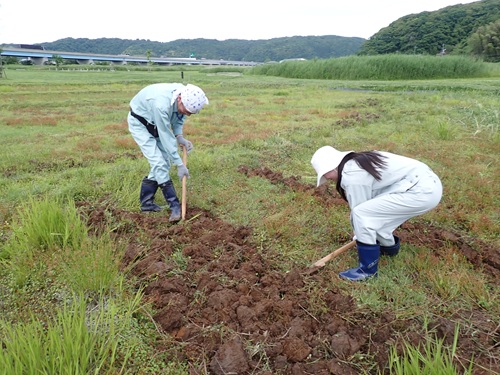 木製鋤による田起こし