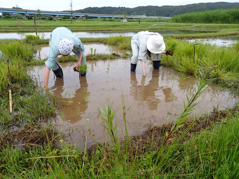 古代米田植えの様子