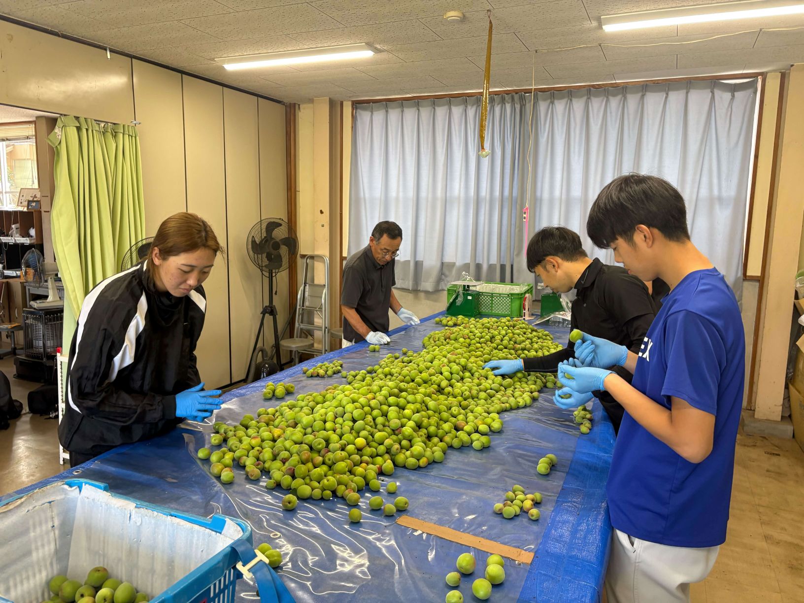 ウメ調整