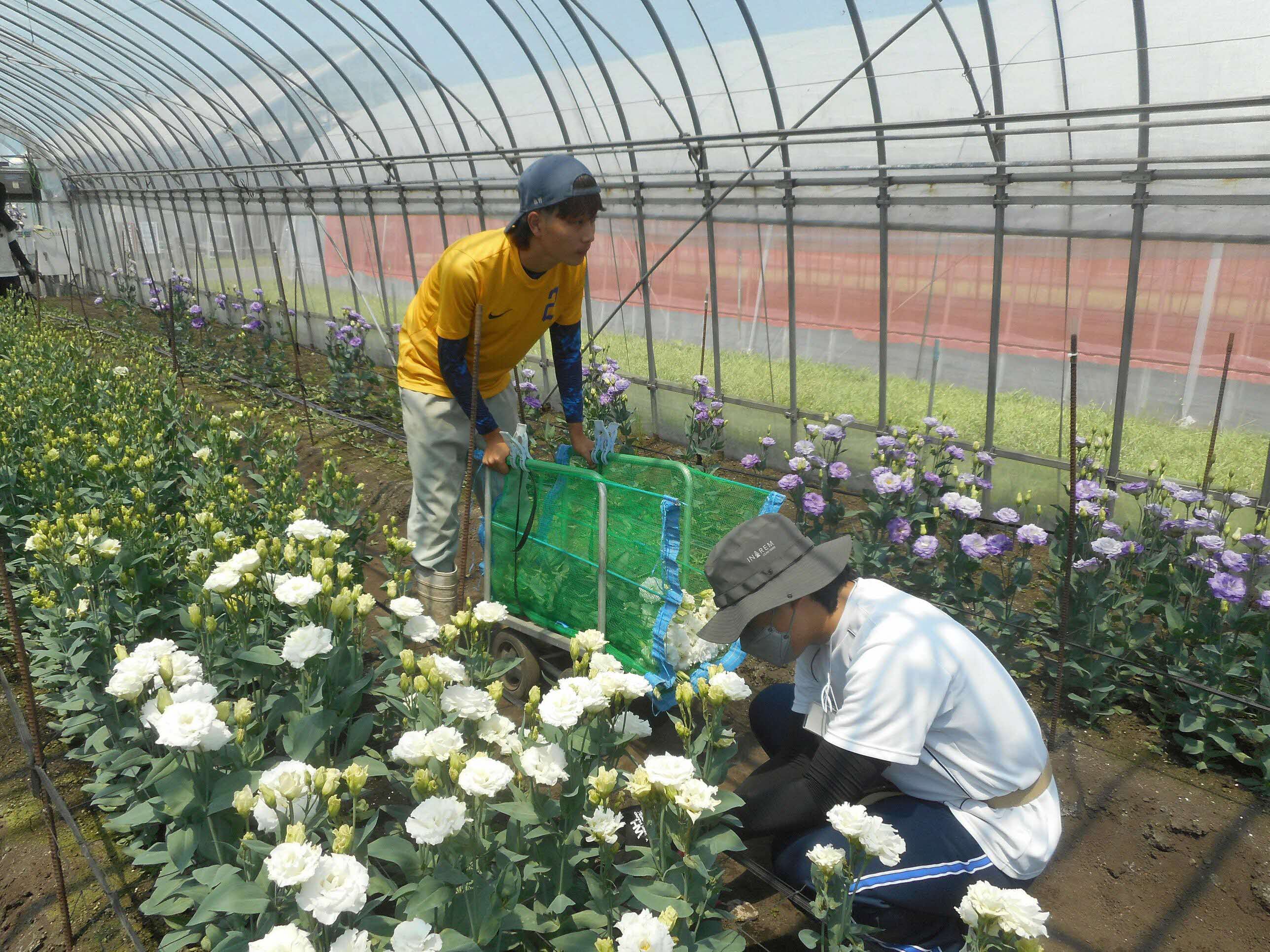 花きコースの様子