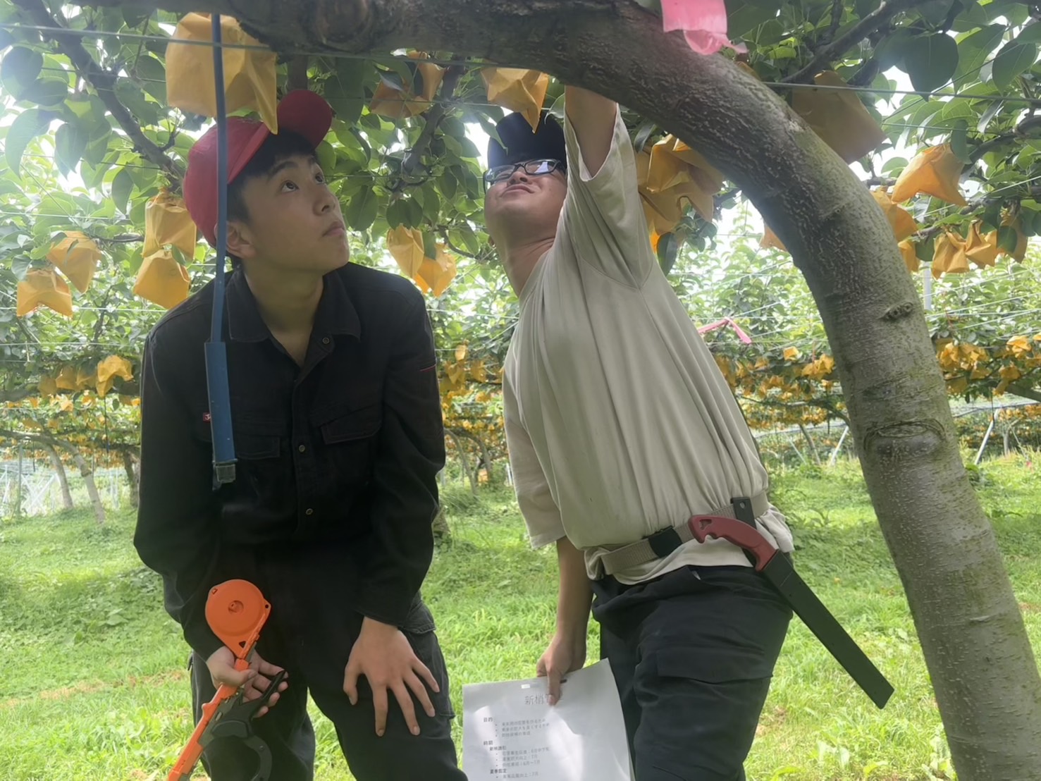 新梢管理