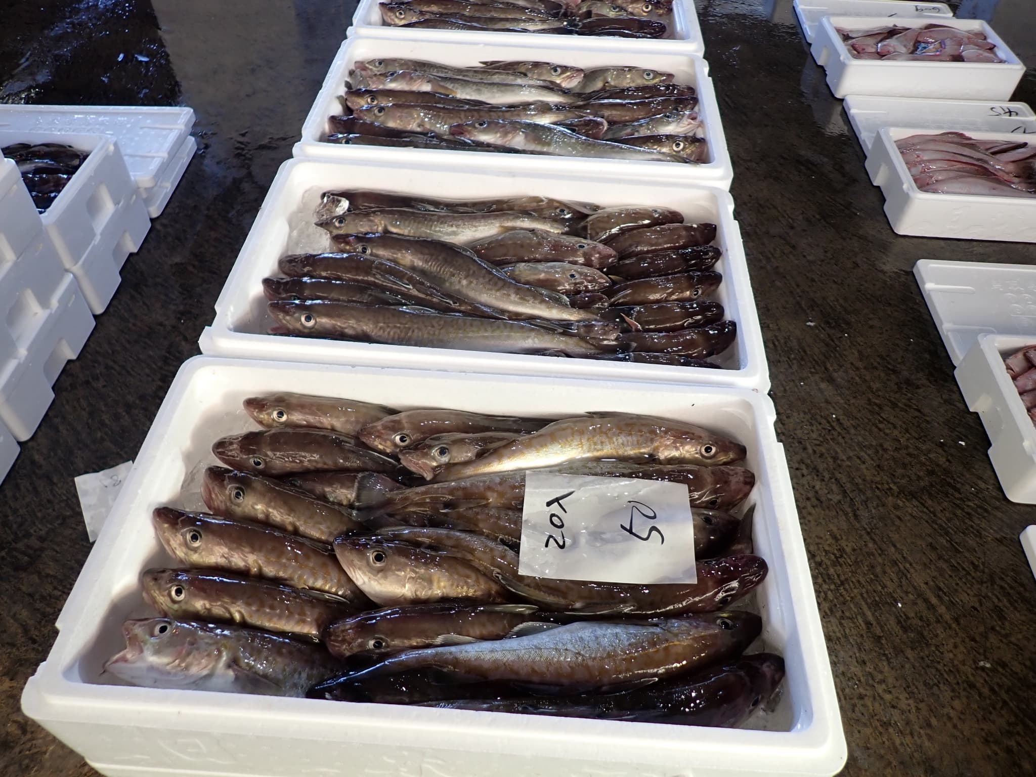 マダラ20入