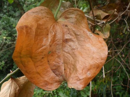 サルトリイバラの紅葉