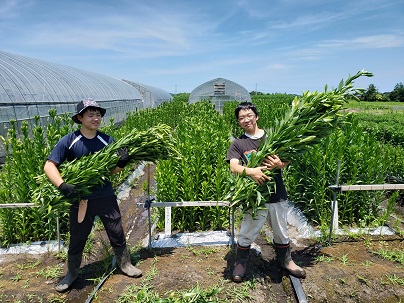 新鉄砲ユリ収穫