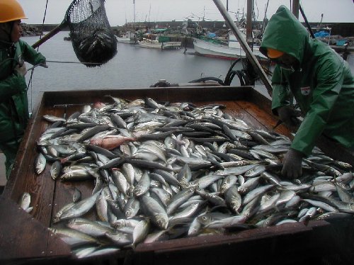 魚の選別作業写真