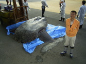 マンボウ