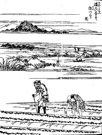 穴つき(あなつき)による施肥風景の図