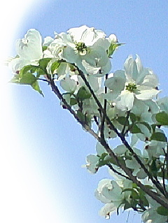 梨の花の写真