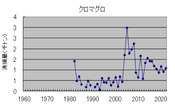 クロマグロ