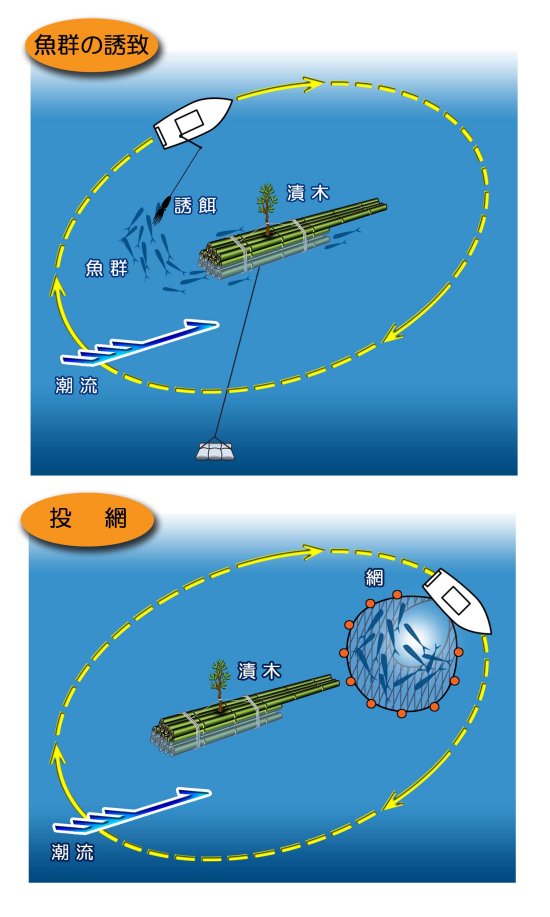 魚群の誘致と投網方法