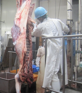 牛枝肉検査