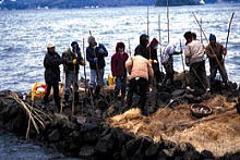 石がま漁の写真