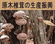 原木椎茸の生産振興